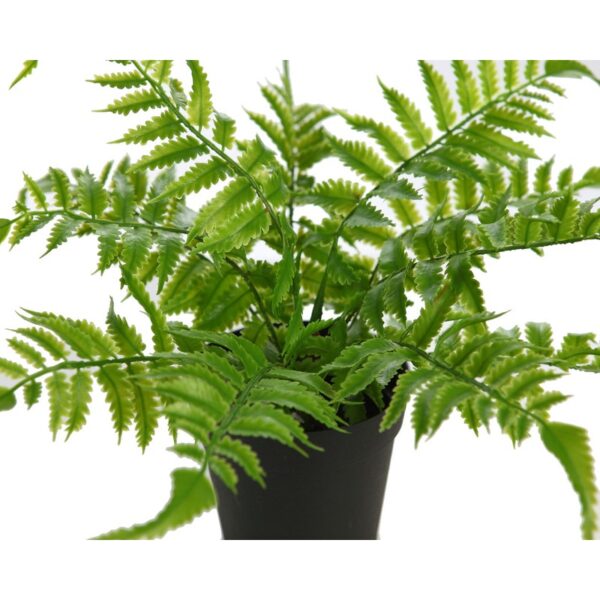 PLANTA DE HELECHO EN MACETA 25CM - Imagen 2