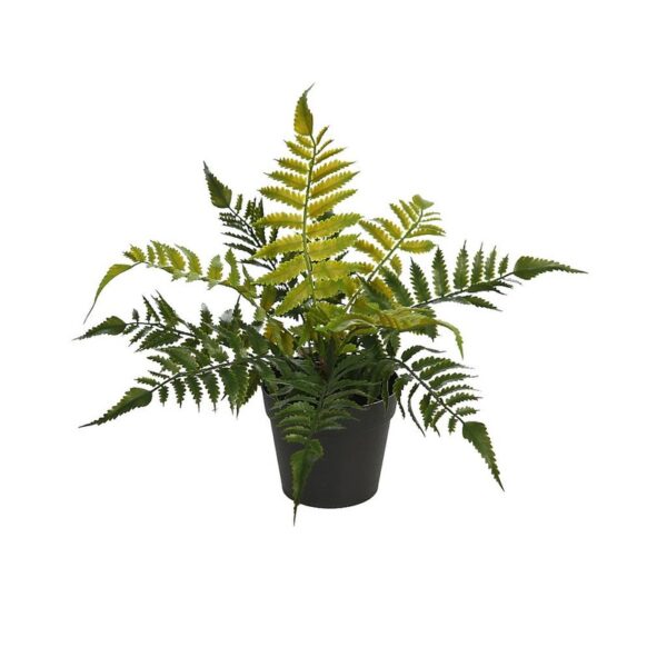 PLANTA DE HELECHO EN MACETA 25CM - Imagen 3