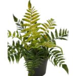 PLANTA DE HELECHO EN MACETA 25CM - Imagen 4