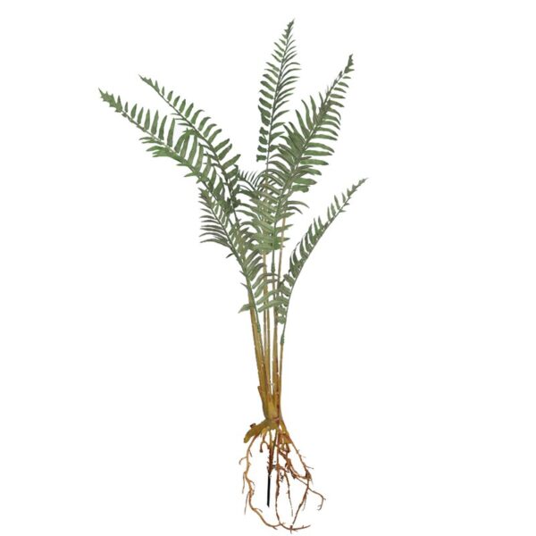 PLANTA DE HELECHO CON RAICES 60CM - Imagen 1