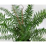 HELECHO BROTES EN MACETA 45CM - Imagen 2