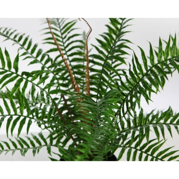 HELECHO BROTES EN MACETA 45CM - Imagen 2