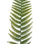 HOJA HELECHO ARTIFICIAL 90CM - Imagen 2