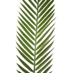 HOJA PALMERA ARTIFICIAL 95CM - Imagen 2